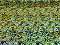 Reversible Velvet Sequins - Iridescent Yellow - 2 Way Stretch Pattern Sequins on Black Velvet