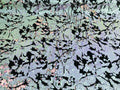Reversible Velvet Sequins - Pink / Lilac Iridescent 2 Way Stretch Shiny Sequins Fabric Black Velvet