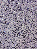 Pearl Sequins Bead Fabric - Lilac - Small Beads and Sequins Embroidered on Lace By Yard