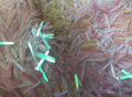 Sword Design Iridescent Pink Sequins Fabric Embroidery On A Mesh For Sold By The Yard