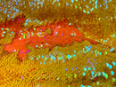 Reversible Sequins - Yellow / Orange - Mermaid Sequins Stretch Fabric By Yard