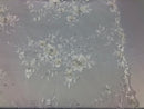 Floral Embroided 3D Fabric with small Pearl Decor - Ivory - Beautiful Fabrics Sold by The Yard
