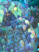 Iridescent Oval Tear Drop Sequins Fabric Irisdescent Baby Blue Mermaid Shiny Fabrics By The Yard