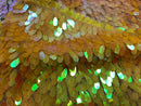 Iridescent Oval Tear Drop Sequins Fabric Irisdescent Yellow Mermaid Shiny Fabric By The Yard