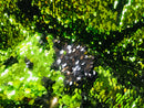 Flip Up Sequins Reversible - Green-Black Shiny Reversible Mermaid Sequins Spandex Fabric By The Yard