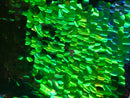 Iridescent - Blue/Green - Circle Sequins Hologram Fabric - Multi-Color Fabric Sold By The Yard
