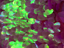 Iridescent Sequins Hologram Fabric - Lilac Oval Teardrops - 58 Inch Fabric Sold By The Yard
