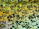Reversible Velvet Sequins - Iridescent Yellow - 2 Way Stretch Shiny Sequins Fabric Black Velvet