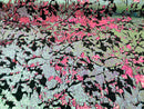 Reversible Velvet Sequins Hot Pink / Iridescent Pink 2 Way Stretch Shiny Sequins Fabric Black Velvet