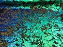 Reversible Velvet Sequins - Royal Blue / Aqua - 2 Way Stretch Shiny Sequins Fabric on Black Velvet