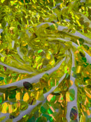 Iridescent Jumbo Oval Sequins - Lime Green - Paillette Oval Sequins Fabric on Mesh Sold By Yard