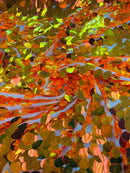 Iridescent Jumbo Oval Sequins - Orange Iridescent - Paillette Oval Sequins Fabric on White Mesh Sold By Yard