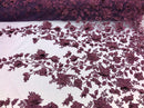Plum 3D Floral Design Embroider With Pearls On A Mesh Lace Dresses-Prom-Nightgown By Yard